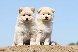 CHIEN FINNOIS DE LAPONIE 548